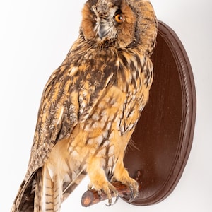 May include: A taxidermied owl with brown and tan plumage, perched on a wooden branch. The owl features ear tufts and orange eyes. It is mounted on a dark brown, oval wooden plaque.