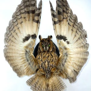May include: A mounted owl with wings spread wide, displaying intricate feather patterns in brown, beige, and grey. The owl features vivid green eyes and is set against a black circular backdrop, creating a dramatic decorative item.