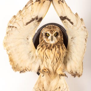 May include: A mounted owl with its wings spread, set against a white background. The owl features brown and cream plumage, yellow eyes, and a black circular mount. The wings display detailed feather patterns, creating a striking display.