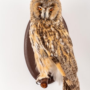 May include: A mounted owl with orange eyes and brown and white plumage is displayed on a dark brown oval plaque. The owl is perched on a wooden branch. The background is white.