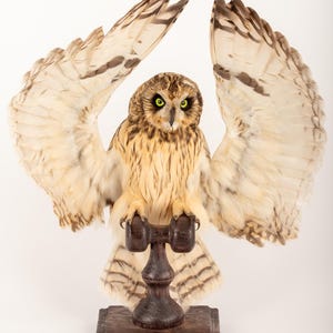 May include: A mounted owl with its wings spread, displayed on a wooden stand. The owl has brown, cream, and white plumage, and bright yellow eyes. The wings are fully extended, revealing detailed feather patterns. The stand is made of dark wood.