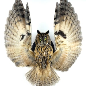 May include: A mounted owl with wings spread wide, displaying intricate feather patterns in brown, beige, and grey. The owl has vivid green eyes and a detailed beak. The wings create a broad span, offering a striking visual. The owl is a natural history specimen.