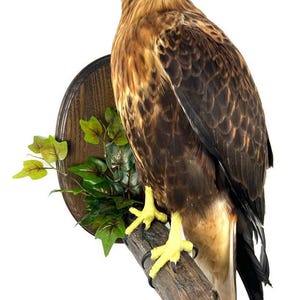 May include: A mounted hawk, taxidermied and displayed on a wooden plaque with artificial leaves. The hawk has brown and black plumage, yellow feet, and a yellow beak. It is perched on a wooden branch.