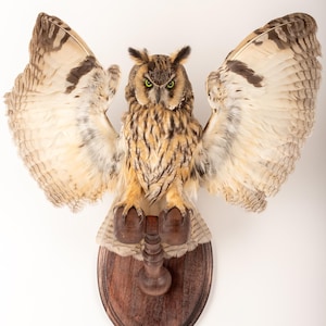 May include: A mounted taxidermied owl with wings spread wide. The owl has brown and cream plumage and green eyes. It is mounted on a dark wooden oval plaque. The wings display detailed feather patterns. The overall effect is a striking display.