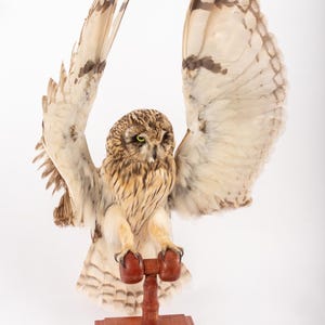 May include: A taxidermied owl with its wings spread, mounted on a wooden stand. The owl features brown and white plumage and striking yellow eyes. The wings are fully extended, revealing detailed feather patterns. The stand is made of dark wood.