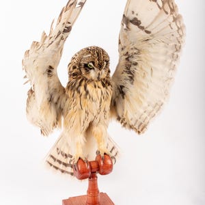 May include: A preserved owl with wings spread wide, displaying intricate feather patterns in brown, beige, and white. The owl is mounted on a wooden stand with a rectangular base, making it a striking decorative item.