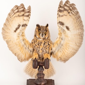 May include: A taxidermied owl with its wings spread wide, displaying intricate feather patterns in brown, tan, and cream. The owl is mounted on a dark wooden stand. The wingspan is broad, creating a dramatic effect. The owl's yellow eyes are focused forward.