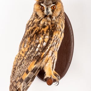 May include: A mounted owl specimen with brown, tan, and white plumage, displayed on a dark brown wooden oval plaque. The owl features striking orange eyes and ear tufts. The plaque is a dark brown colour.