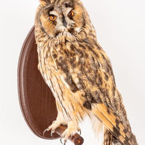 May include: A mounted long-eared owl with brown and tan plumage, distinctive ear tufts, and orange eyes. The owl is displayed on a brown wooden plaque and perched on a wooden dowel. The sharp talons are visible.
