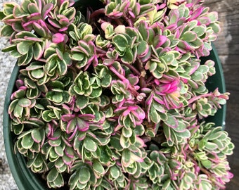 Portulaca Plant Kopen