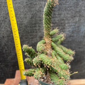 Euphorbia spiralis-exact plant