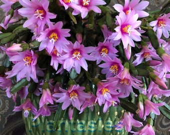 Easter Cactus~ Schlumbegera Rhipsalidopsis rosea-miniature~