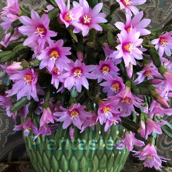 Easter Cactus~ Schlumbegera Rhipsalidopsis rosea-miniature~