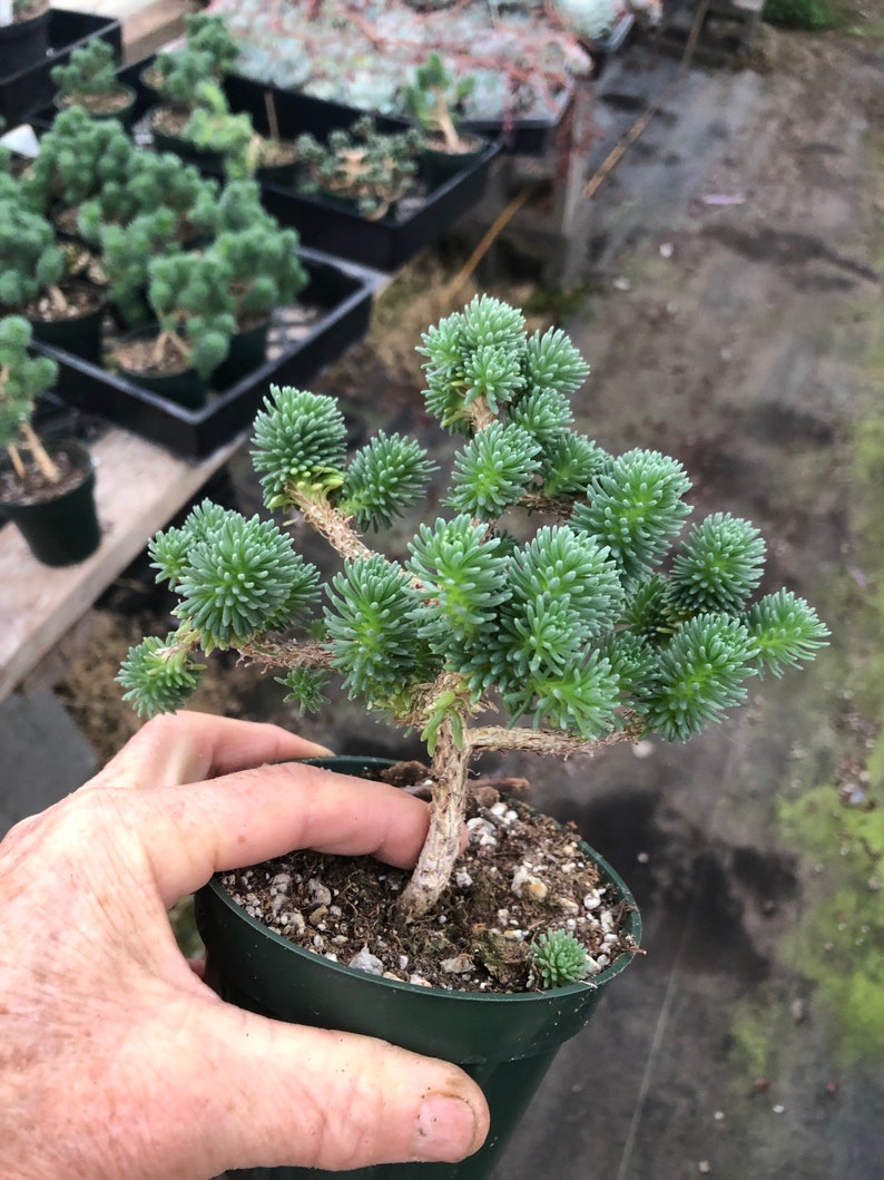 bonsai joshua tree