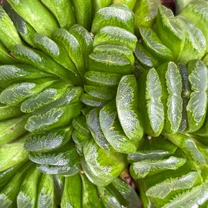 Haworthia truncata ‘Lime Green’