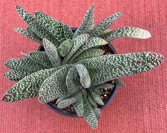 Gasteria carinata verrucosa