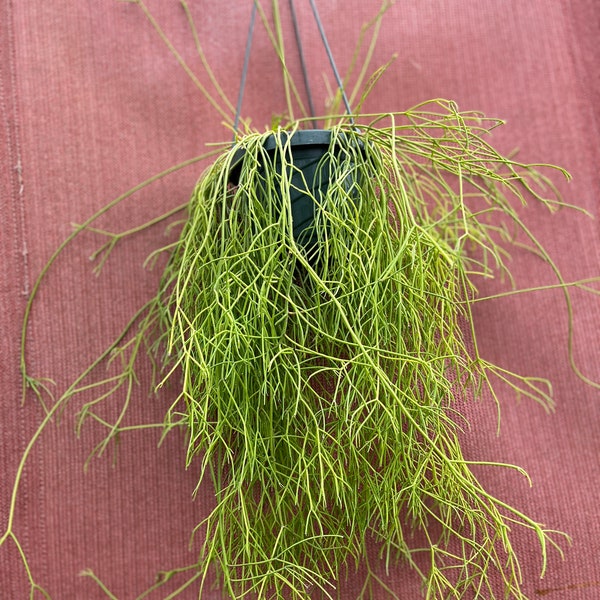 Rhipsalis cappiliformis ‘Old Man’s Beard’