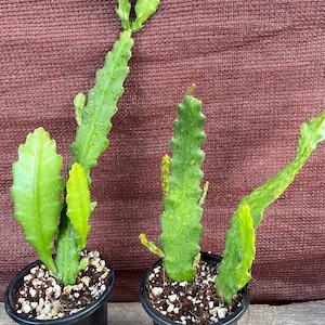 Epiphyllum ‘German Empress