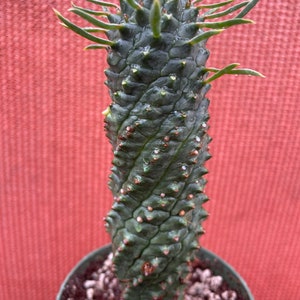 Euphorbia spiralis