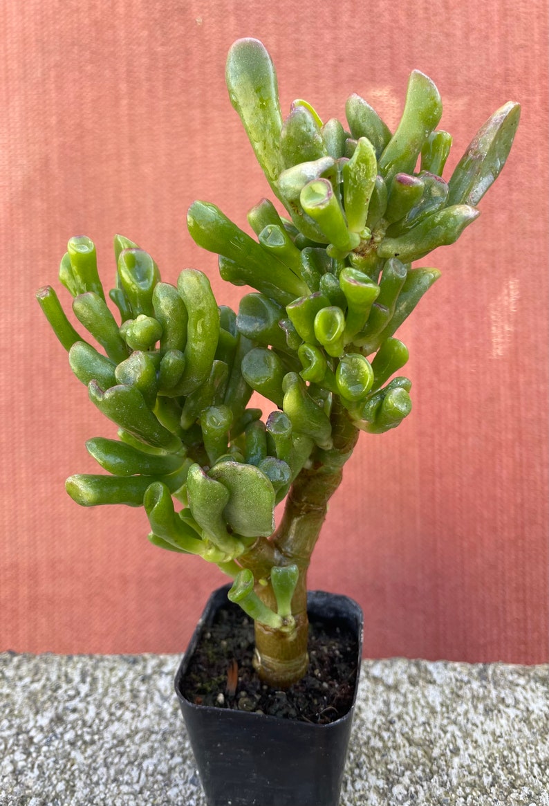 Crassula ovata Gollum Shreks Ears image 1