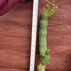 Euphorbia spiralis-Exact Plant