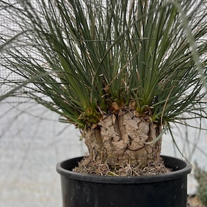 Calibanus hookeri ‘Mexican Boulder Plant’