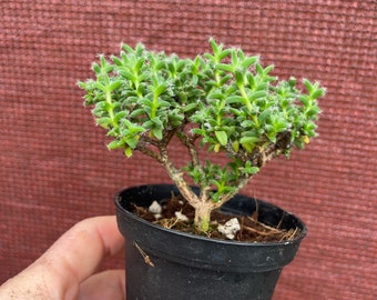 Trichodiadema bulbosum