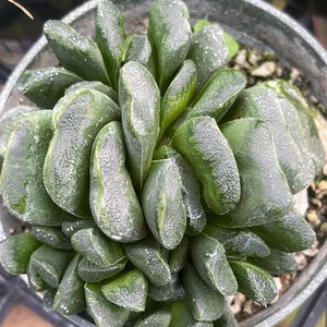 Haworthia truncata x maughanii