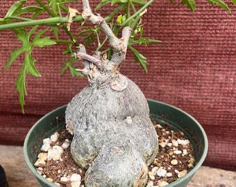 Pachypodium Rosulatum Var. Gracilius 5-pack Seeds - Unique