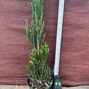 Hatiora salicornioides bambusoides “Tall Drunkards Dream”