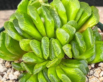 Haworthia truncata ‘Lime Green’ Exact Plant