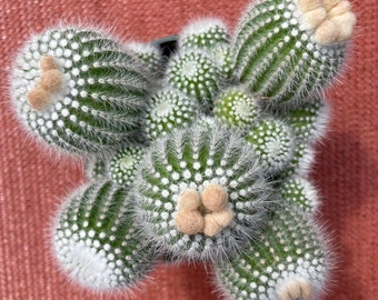 Notocactus scopa murielii