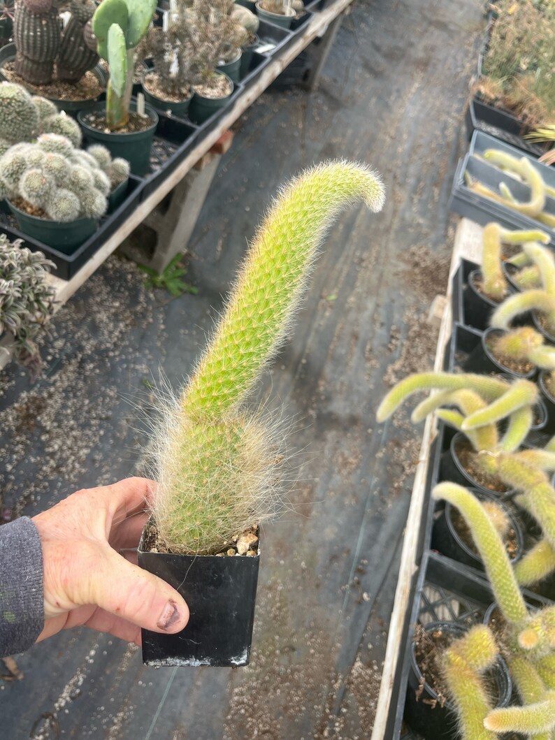 Monkey tail