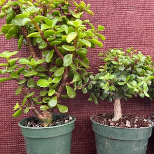 Portulacaria Afra Minima 'lilliput' - Etsy Norway