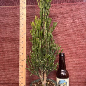 Hatiora salicornioides bambusoides “Tall Drunkards Dream”