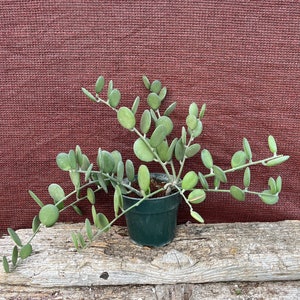 Xerosicyos danguyi “Silver Dollar Vine”