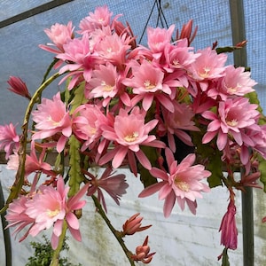 Epiphyllum -Orchid Cactus ‘Giant Pink’ Exact Plant.