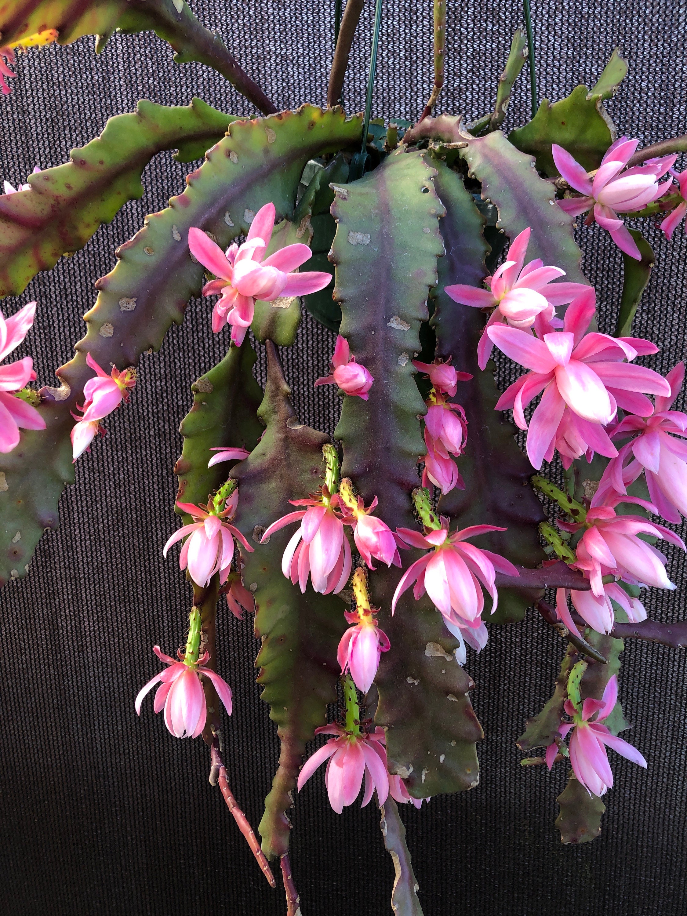 Pink-disocactus Phyllanthoides 'german Empress' - Etsy