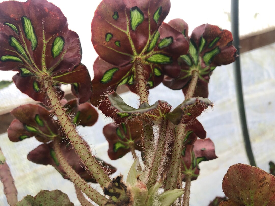 Begonia cathedral cathedral Windows Etsy