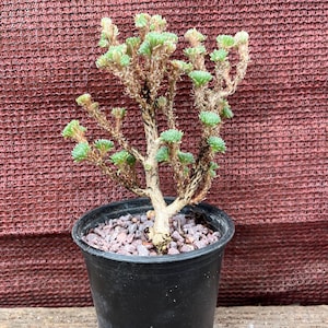 Sedum Multiceps “Joshua Tree”