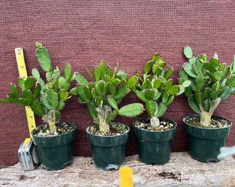 Easter Cactus-Pink buds and growing in 4.5” You will receive one of these, random pick.