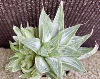 Haworthia retusa ‘White Ghost’