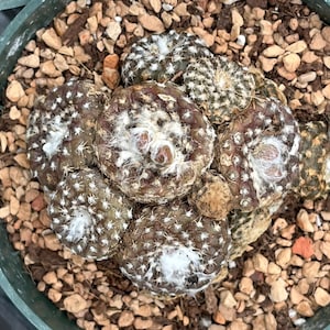 Copiapoa laui