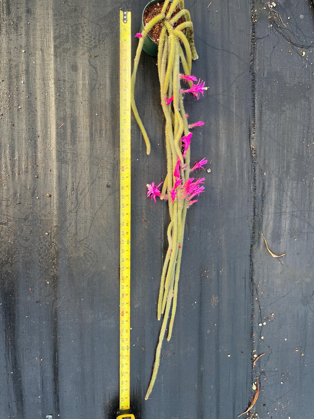 thumbnail image 2 of 4x Fresh Dog Tail Cactus Cuttings - Aporocactus Flagelliformis - Succulent 2 of 2