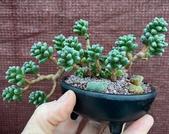 Sedum furfuraceum 'Bonsai Sedum'