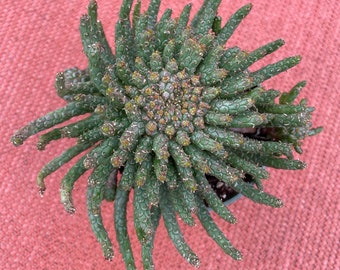 Euphorbia flanaganii