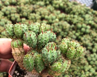 Euphorbia Monstrose - Etsy