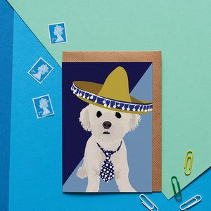 Alfie el Bichon Frise