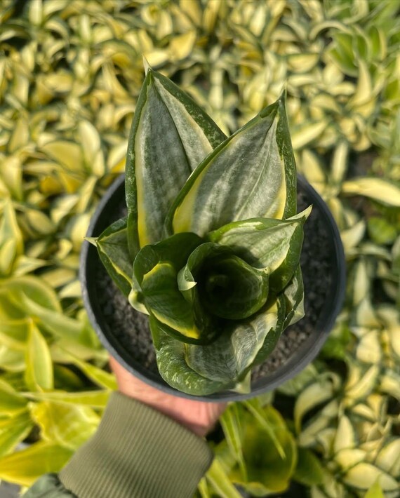 サンスベリア Sansevieria Zebra sansevieria hahnii zebra – Succulentasia