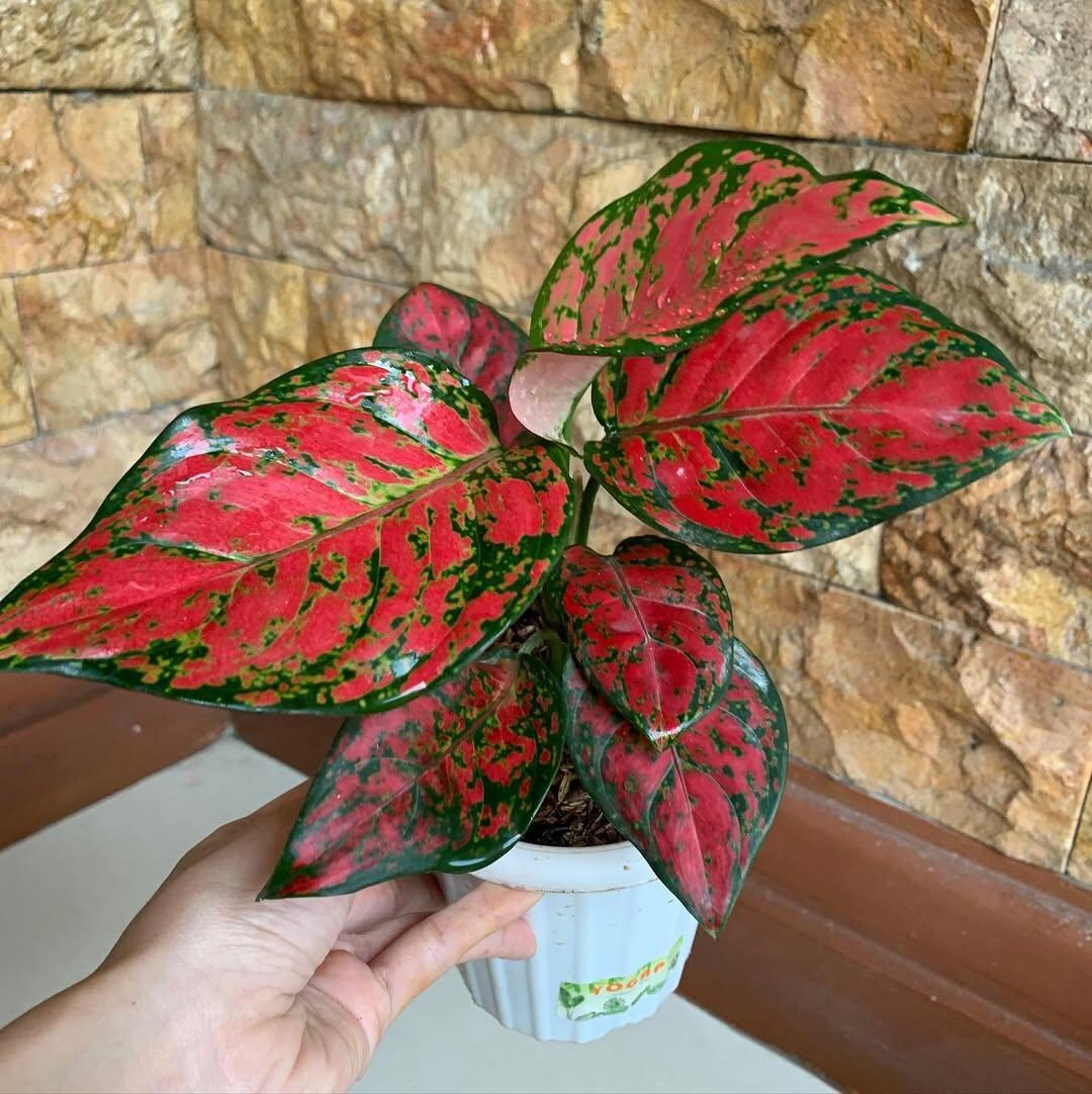 Aglaonema Red King Very Beautiful Leaf Motif Fast Growing Perfect ...